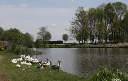 liedje over nieuw vossemeer