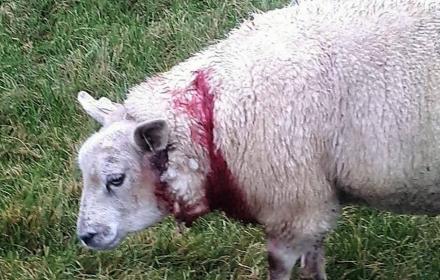 Wolf dood schapen